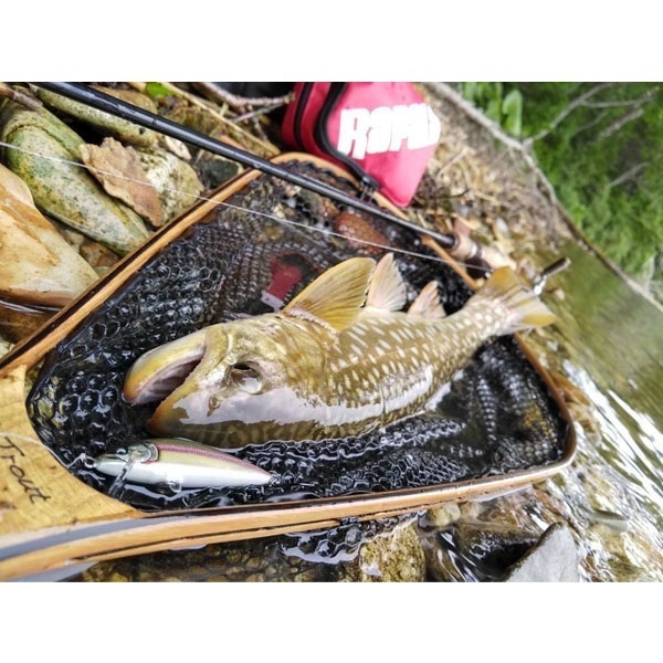 カウントダウン　エリート　CDE75